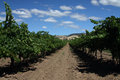 The Vineyard