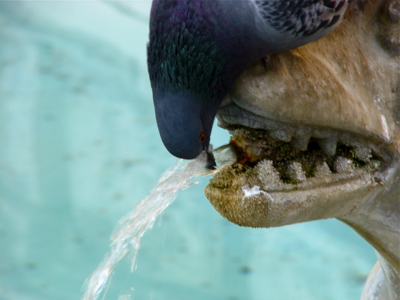The Thirsty Pidgeon