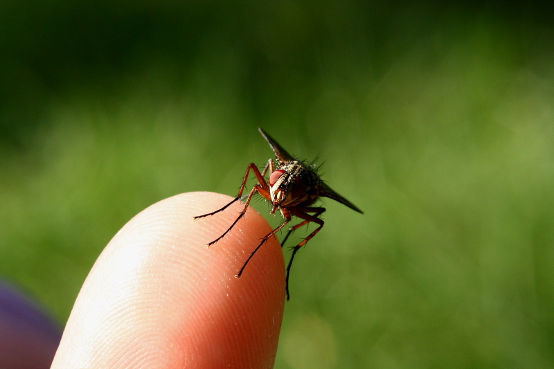 The Friendly Fly