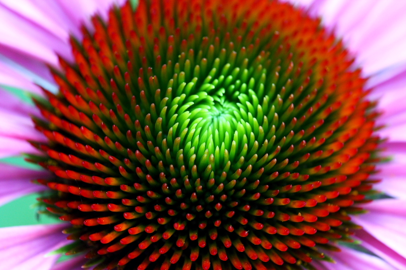 Radial Growth
