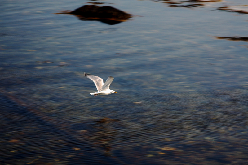 Lone Gull