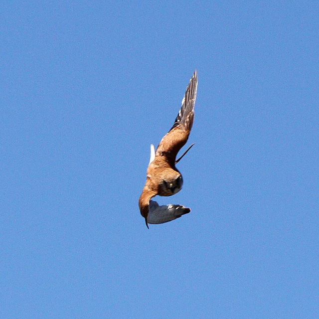 Kestrel