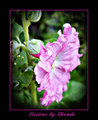 Think Pink