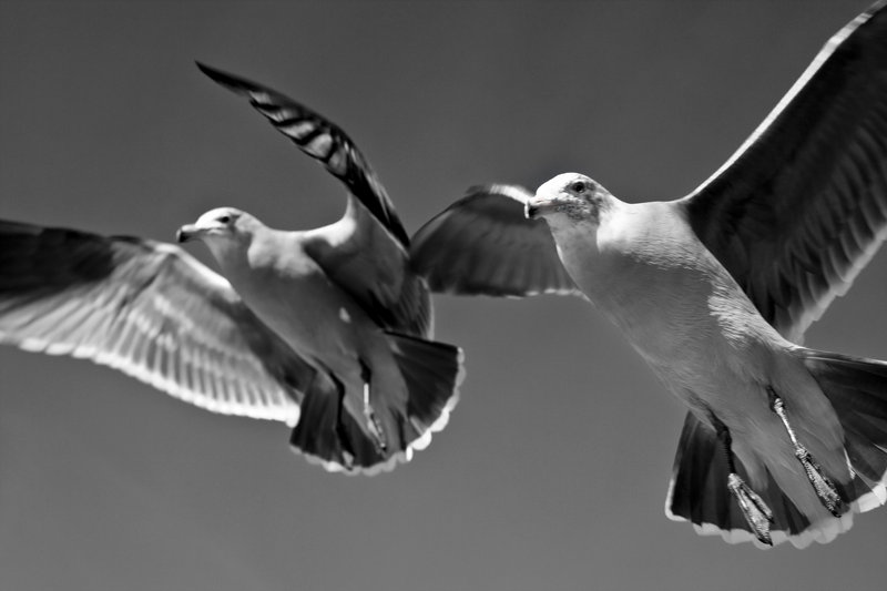 Reservoir Gulls