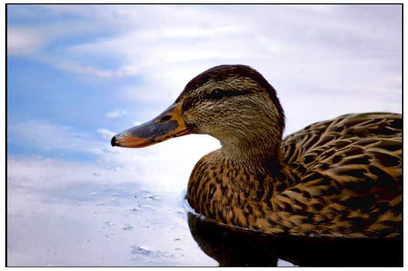 Duck