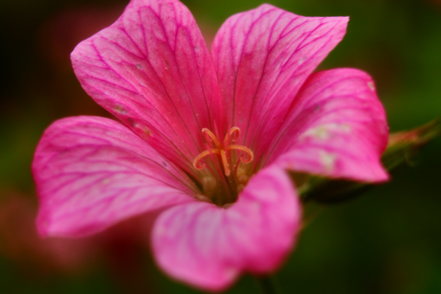 Pink Petals