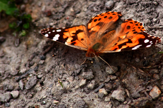 Butterfly