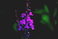 koak nikon flower1.jpg