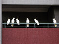 Balcony Birds