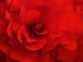 Begonia