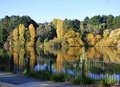 Golden Poplars