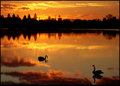 Swan-Lake.jpg