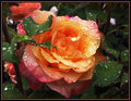 Wet-Rose.jpg
