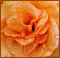Wet-Rose-2.jpg