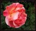 Wet-Rose-3.jpg
