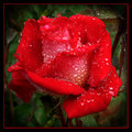Wet-Rose-4.jpg