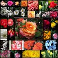 May-Flowers-Collage.jpg