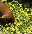 Tisa-in-Capeweed-daisies--23.10.09-001.jpg