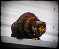 Cat on a Cold Tin Roof