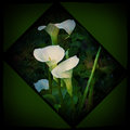 Arum Lilies in Garden