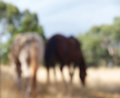 Two Mares a-Munching.