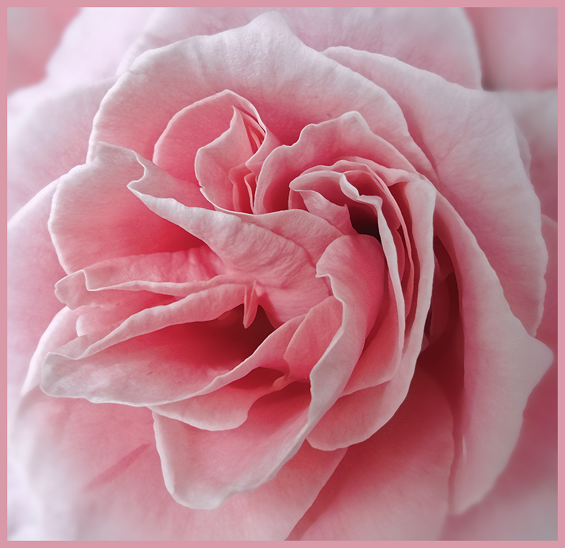 roses-015-2