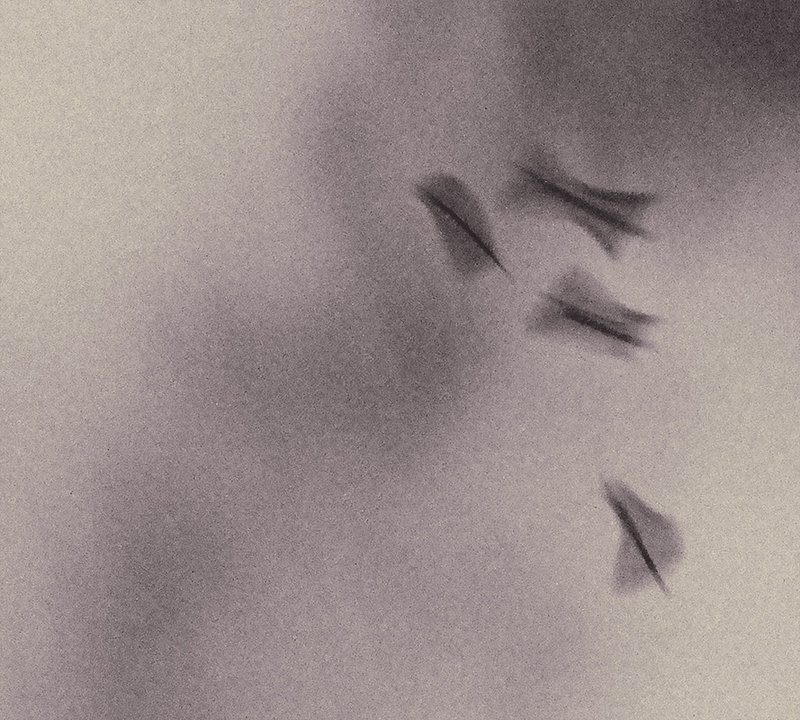 Dawn Crows