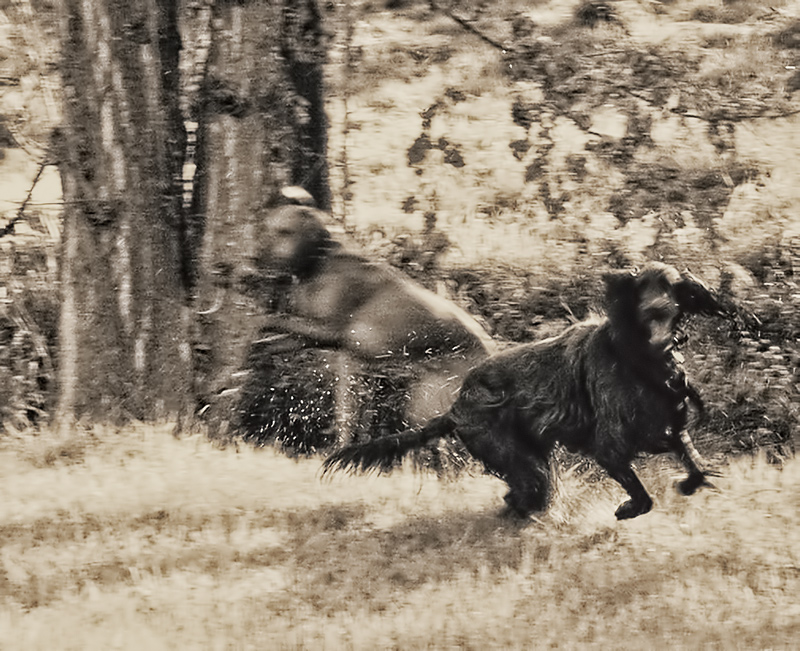 Frolic