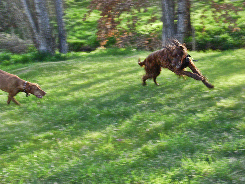 Frolic 2
