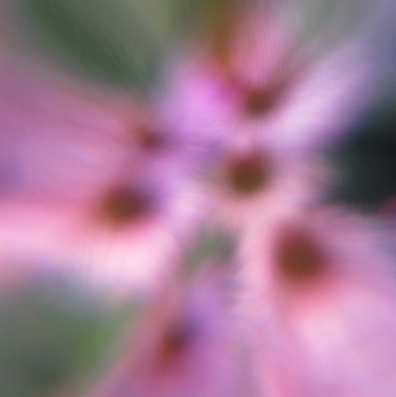 Echinaceas