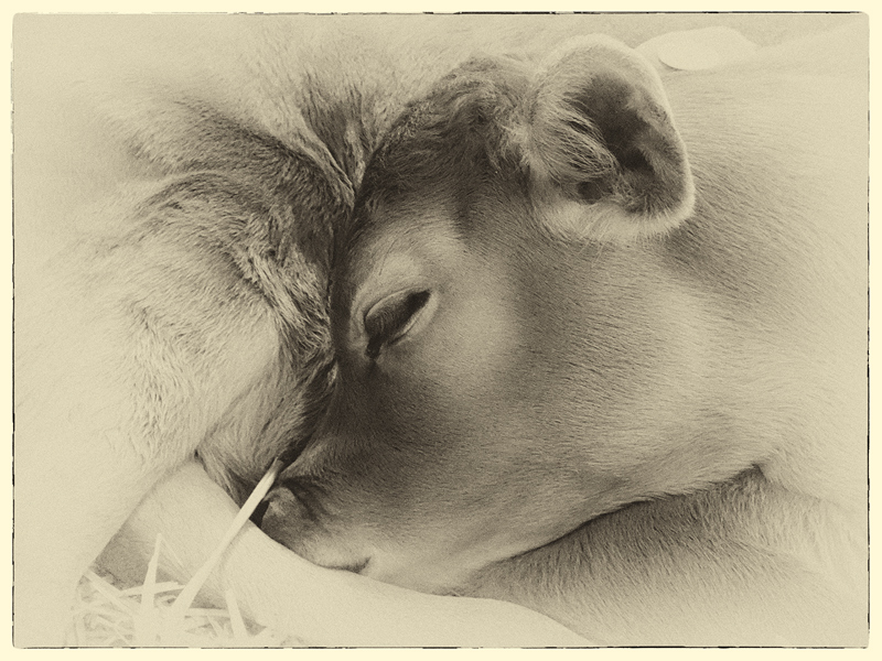 Cade, Sleeping.
