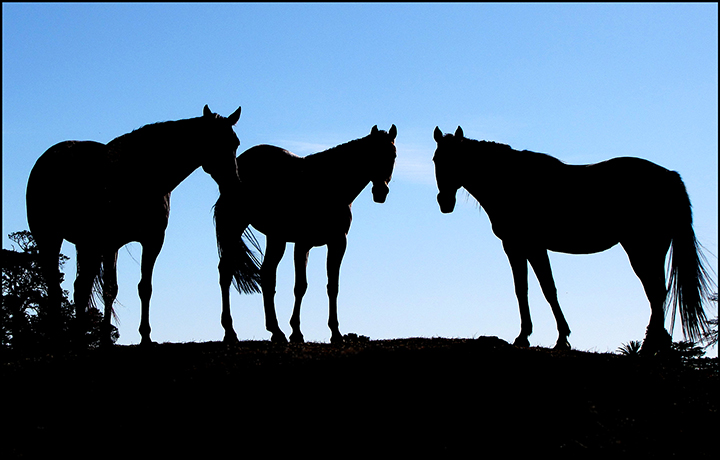 Dark-Horses.jpg