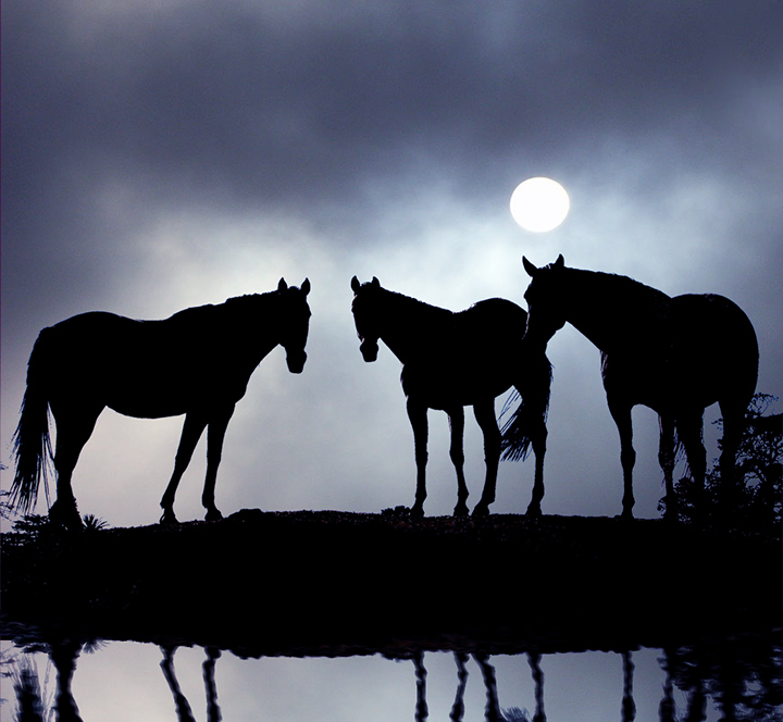 Dark-Horses-2.jpg