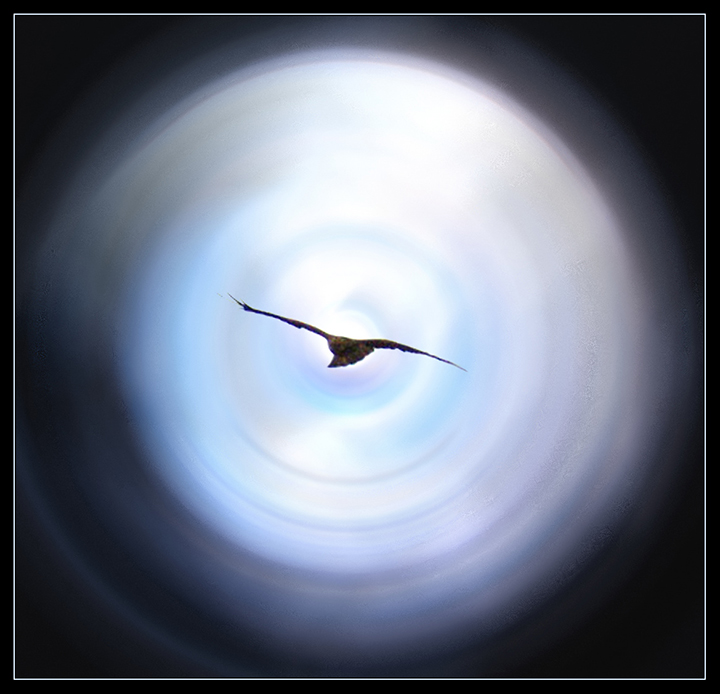 Soar-and-Spin.jpg