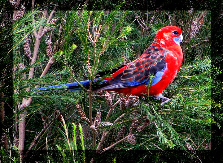 Crimson-Rosella.jpg