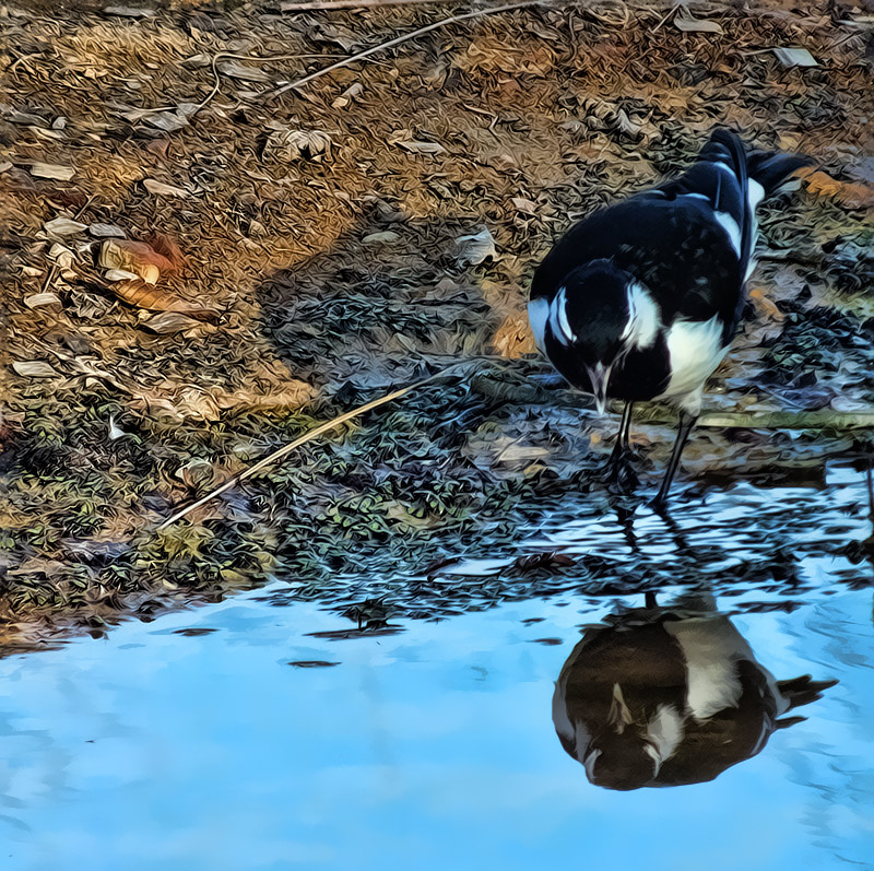 Grallina cyanoleuca