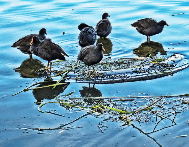 Gallinula tenebrosa