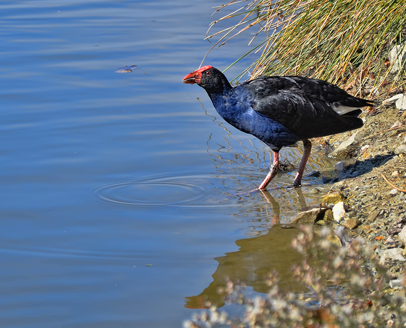 Porphyrio porphyrio melanotis