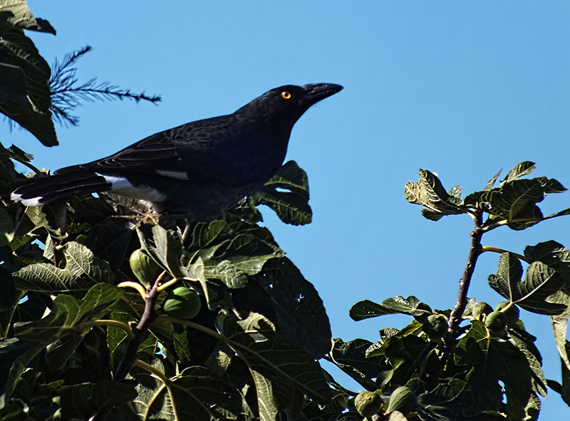 Strepera graculina nebulosa