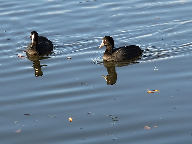 Fulica atra