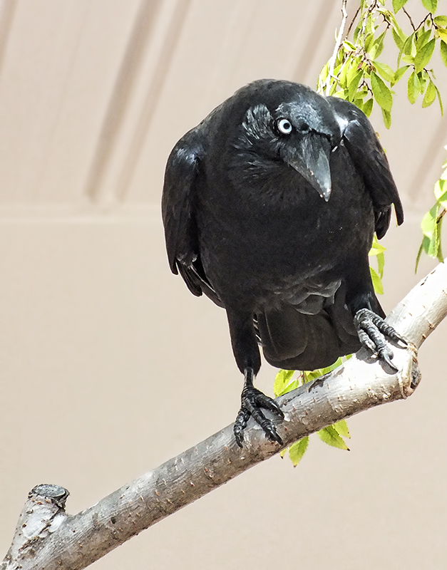 Corvus coronoides