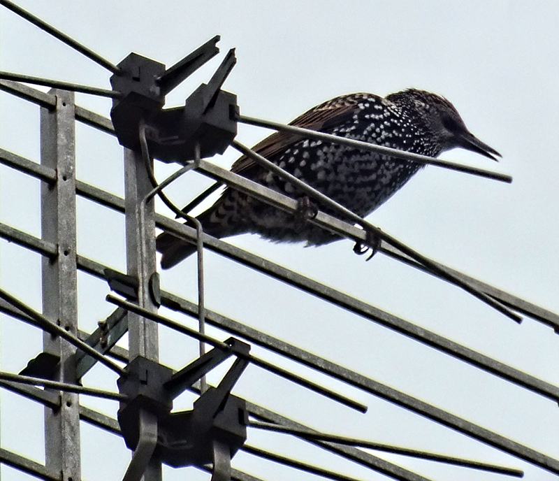 Sturnis vulgaris