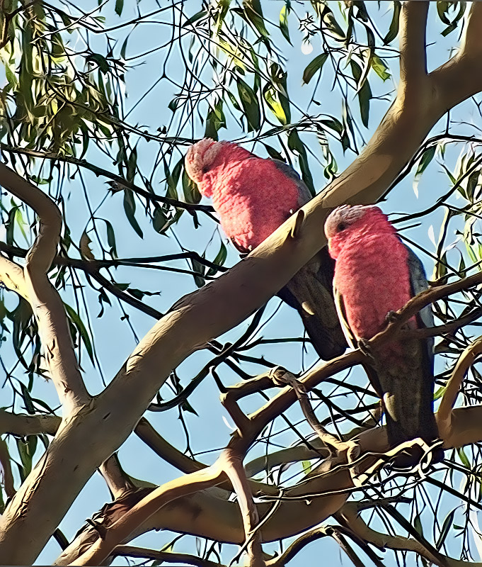 Eolophus roseicapilla