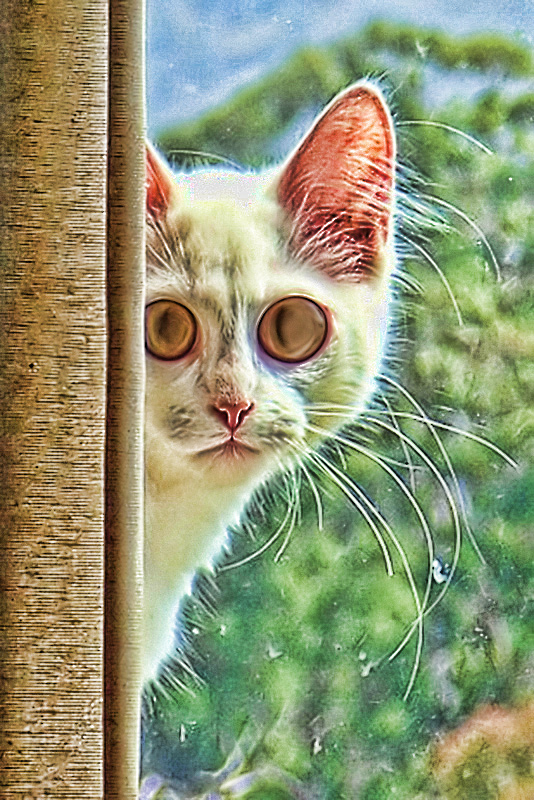 cat---Baileys-liquefy