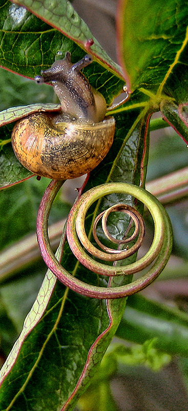 The Snail's Tail
