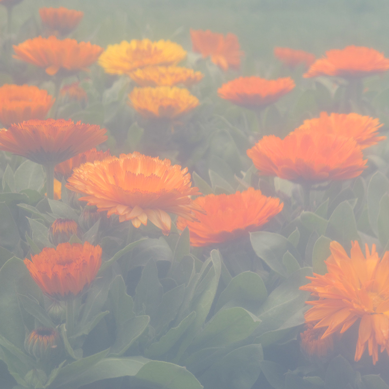 Calendula