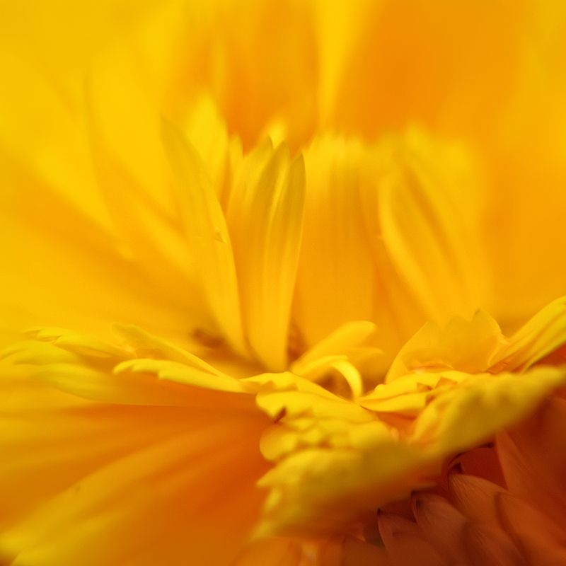 Calendular