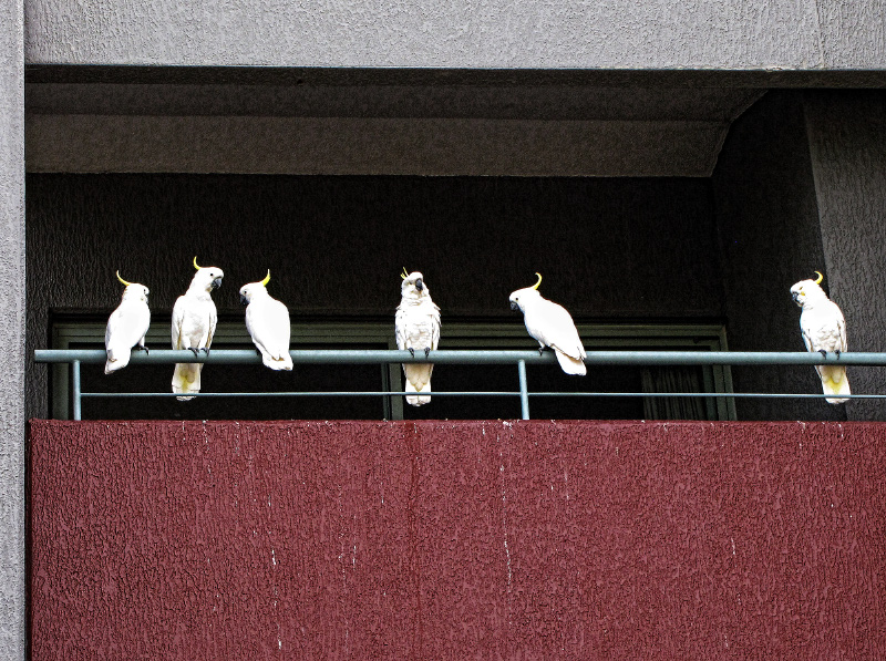 Balcony Birds