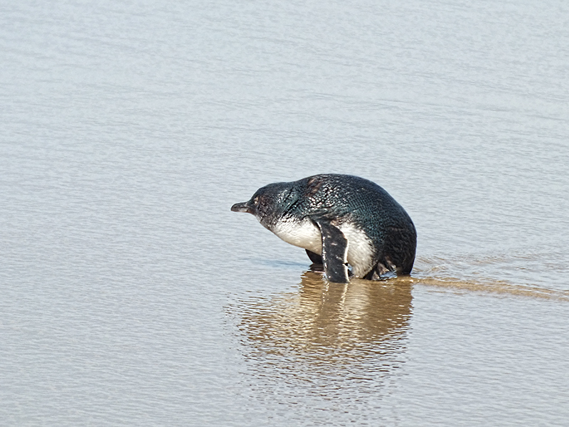Aairy Penguin #2