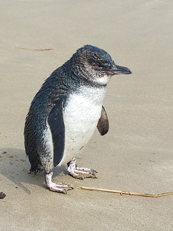 Fairy Penguin #7